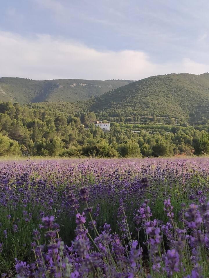 Eco Maset Alojamiento Rural Rodeado De Naturaleza Ayelo de Malferit المظهر الخارجي الصورة